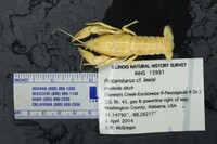 Image of Procambarus lewisi